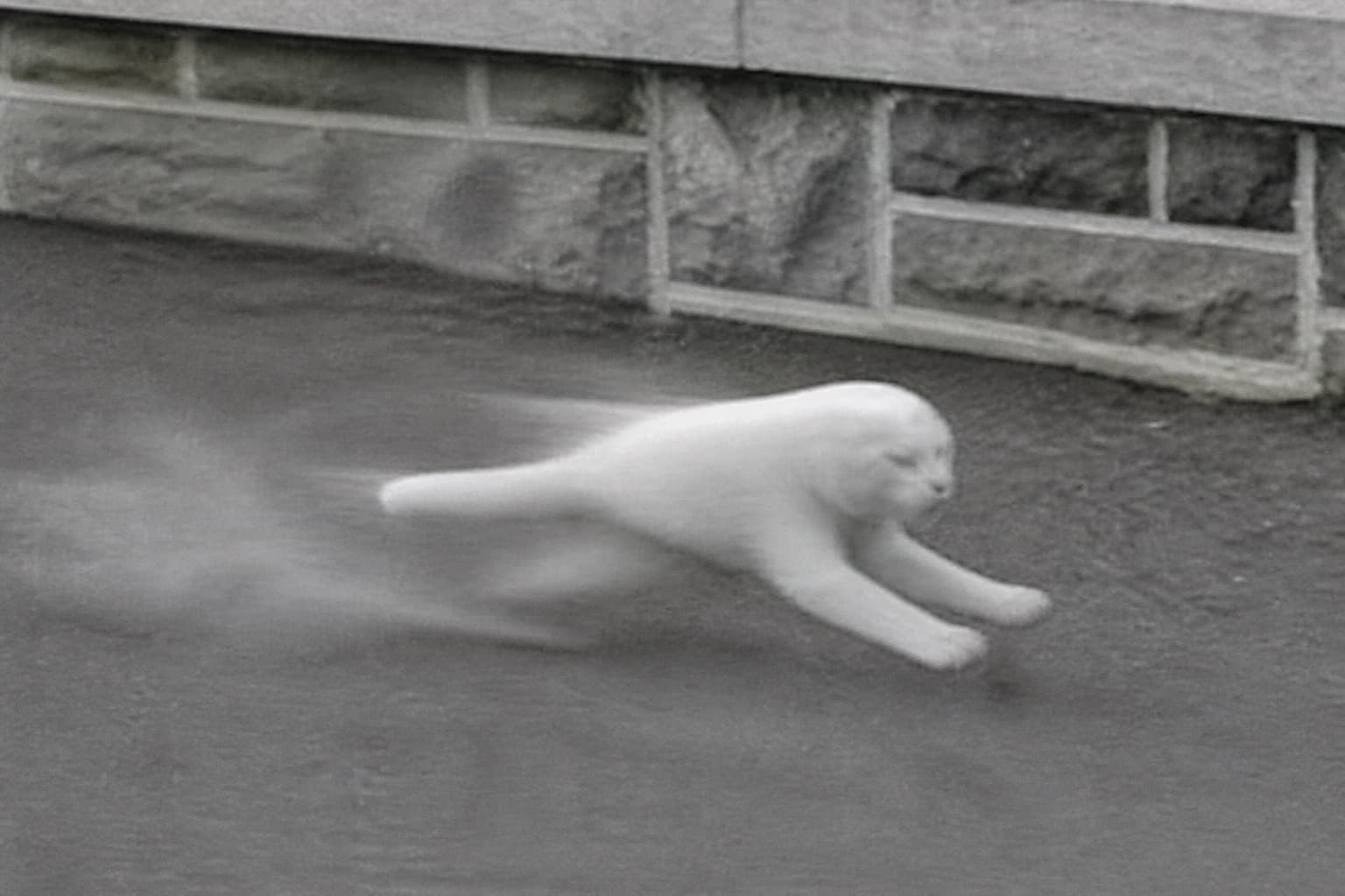 Full Send Catto