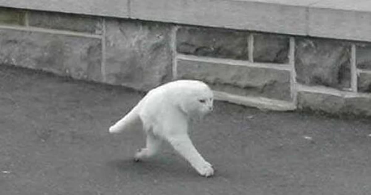 Half Catto